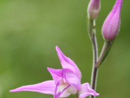 Cephalanthera_rubra